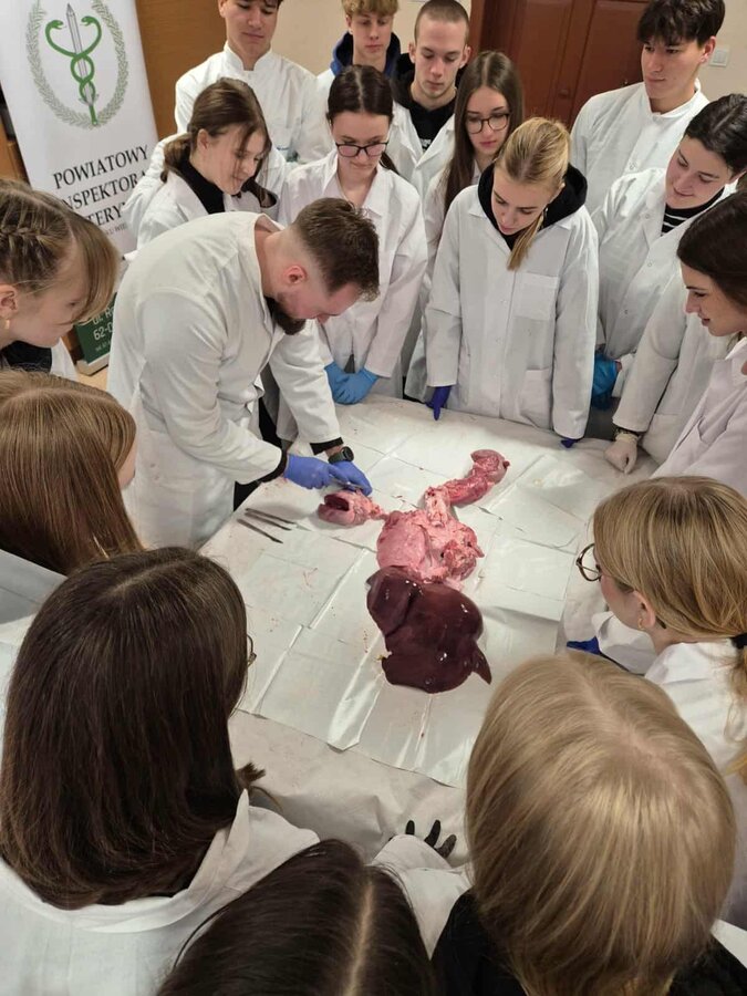 Zajęcia laboratoryjne dla uczniów klas IIId i IIIe: anatomia świńskich narządów