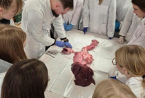 Zajęcia laboratoryjne dla uczniów klas IIId i IIIe: anatomia świńskich narządów